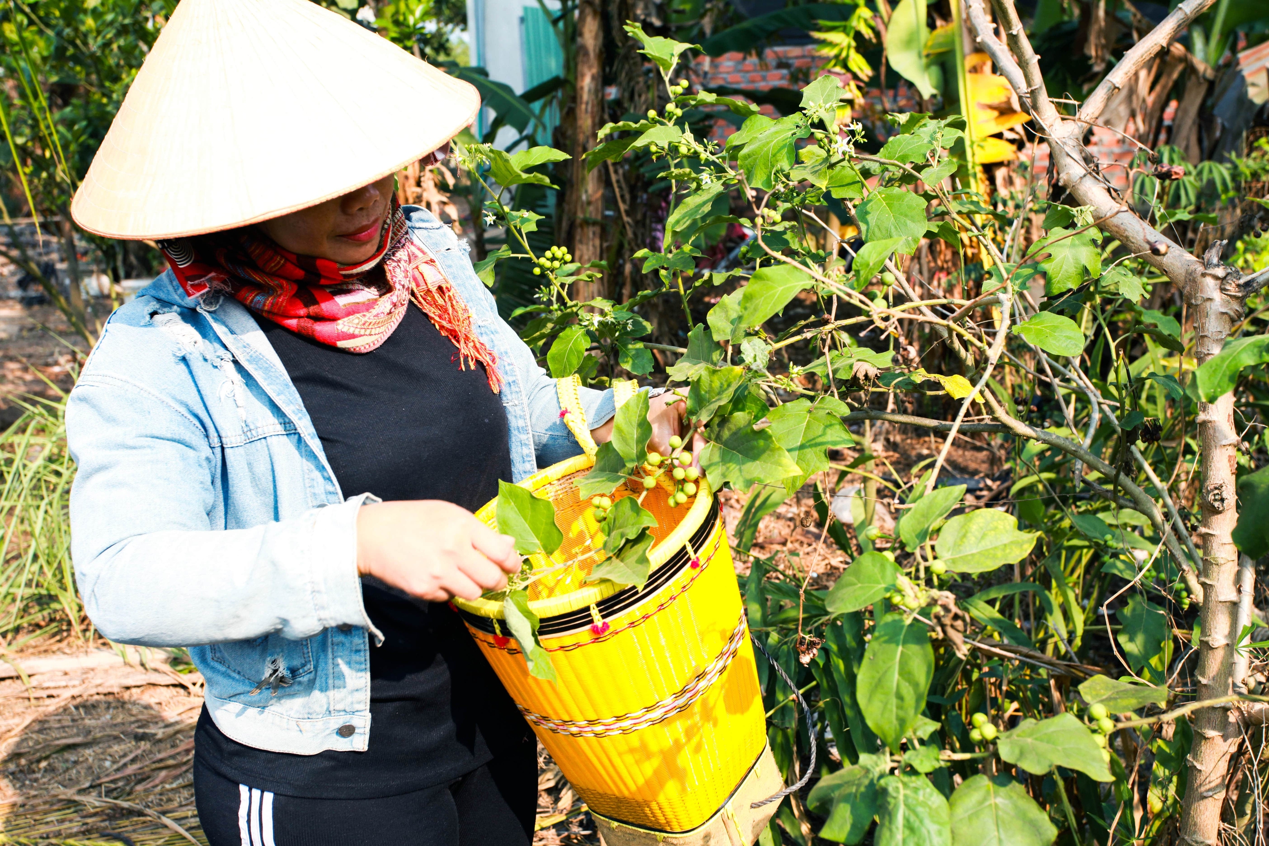 Một món ăn dân dã làm từ rau dại, quả dại hái quanh nhà, chị gái người Gia Rai khiến thực khách mê hoặc- Ảnh 2.